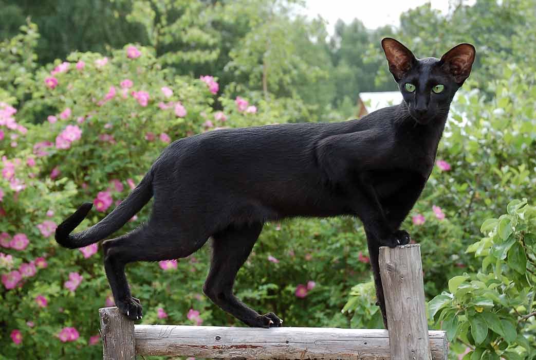 Oriental Shorthair Cat